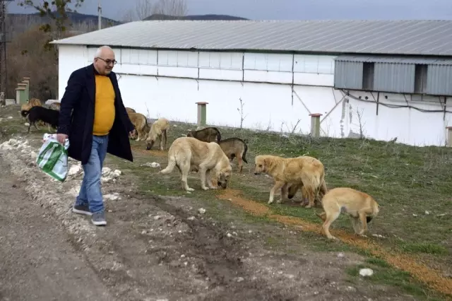 Tavşanlı'da sokak köpeklerini kısırlaştırma alanı yapılıyor Tavşanlı'da sokak köpeklerini kısırlaştırma alanı yapılıyor