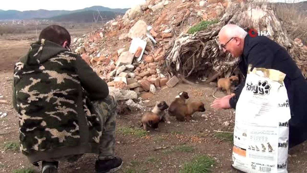 Tavşanlı'da sokak köpeklerini kısırlaştırma alanı yapılıyor