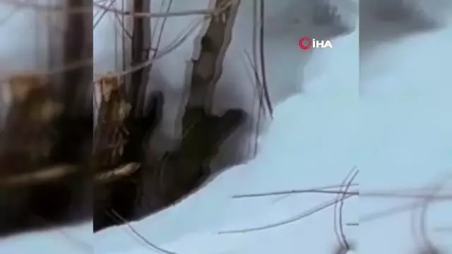 Yüksekova'da beyaz gelincik görüntülendi