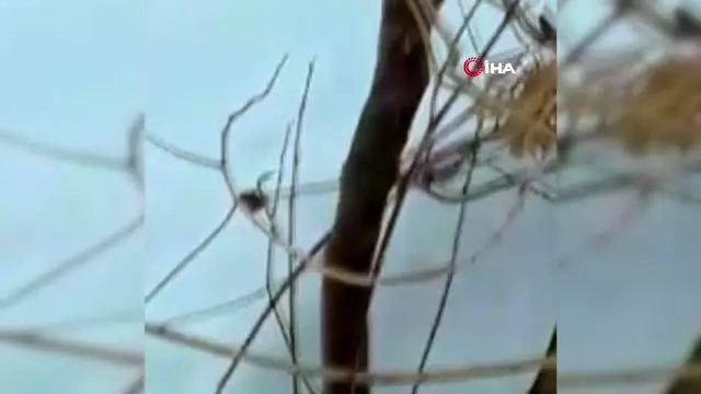 Yüksekova'da beyaz gelincik görüntülendi