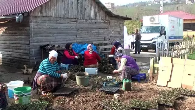 Ordu'da sağlık hizmeti vatandaşın ayağına götürülüyor Ordu'da sağlık hizmeti vatandaşın ayağına götürülüyor