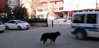 Sokak köpeği 'Max' polislerin 'mesai arkadaşı' oldu
