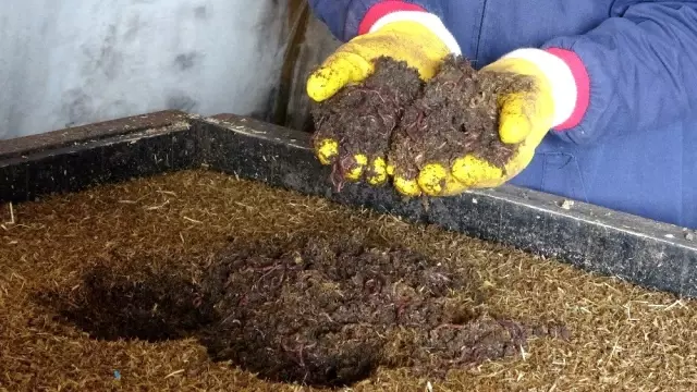 15 milyon solucan ile organik gübre üretiyor