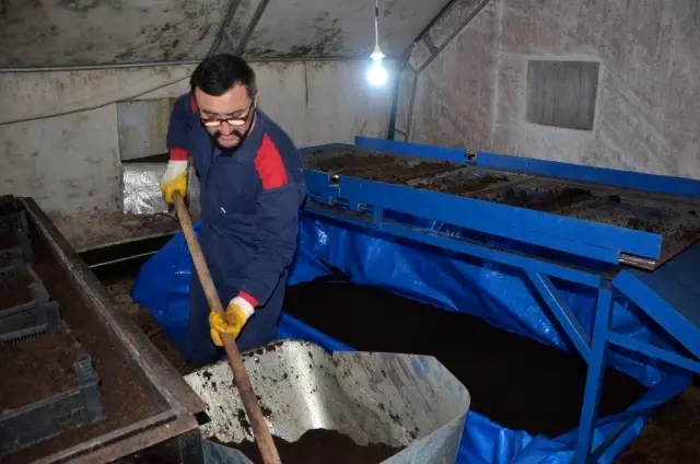 15 milyon solucan ile organik gübre üretiyor