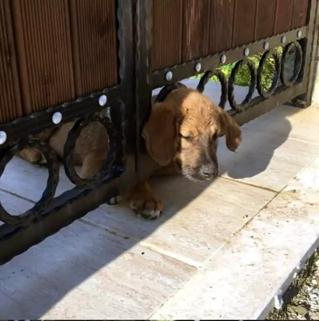 yavru köpek gece ağlaması