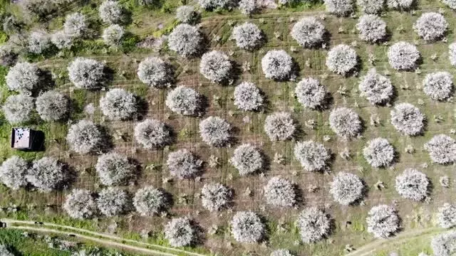 Turgutlu ovasında renk cümbüşü Turgutlu ovasında renk cümbüşü