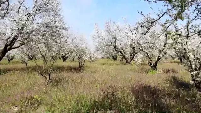 Turgutlu ovasında renk cümbüşü Turgutlu ovasında renk cümbüşü