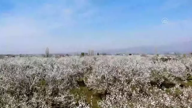 Turgutlu ovasında renk cümbüşü Turgutlu ovasında renk cümbüşü