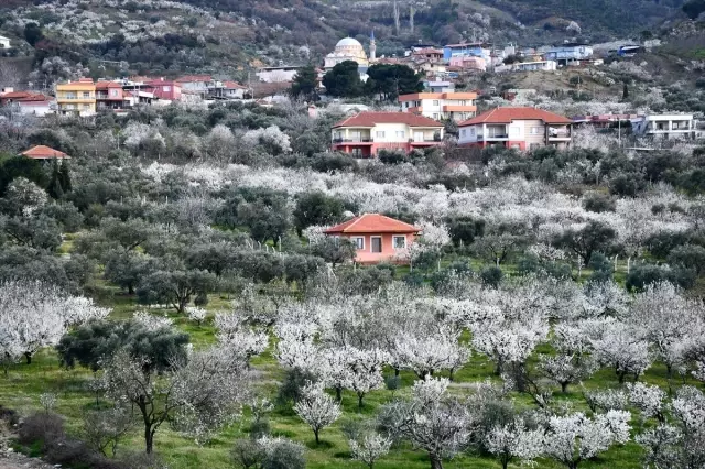 Turgutlu ovasında renk cümbüşü Turgutlu ovasında renk cümbüşü