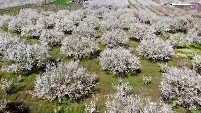 Turgutlu ovasında renk cümbüşü Turgutlu ovasında renk cümbüşü