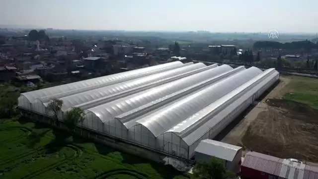 Aydın'da 3 kadın girişimci kurdukları topraksız serada çilek yetiştiriyor Aydın'da 3 kadın girişimci kurdukları topraksız serada çilek yetiştiriyor