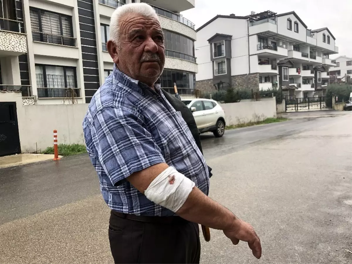 başıboş köpekler