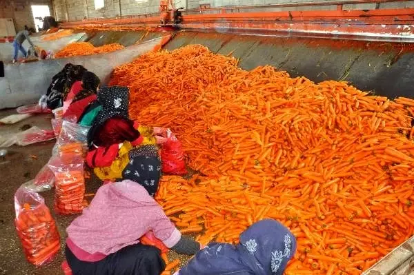 Amik Ovası'nda havuç hasadı devam ediyor