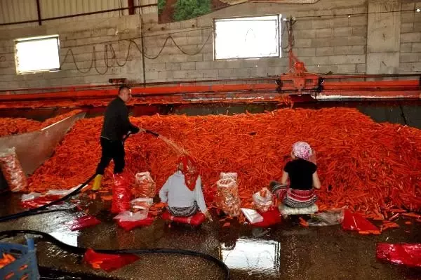 Amik Ovası'nda havuç hasadı devam ediyor