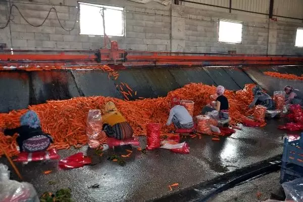 Amik Ovası'nda havuç hasadı devam ediyor