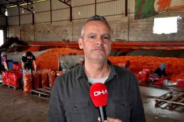 Amik Ovası'nda havuç hasadı devam ediyor