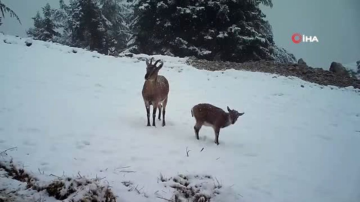 Aç kalan dağ keçilerinin yoncayla beslendiği anlar fotokapanda