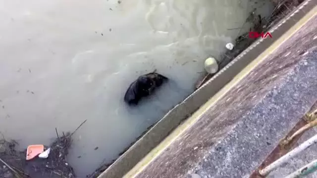 MERSİN Göksu Nehri'nde intihar eden kişinin cesedi bulundu MERSİN Göksu Nehri'nde intihar eden kişinin cesedi bulundu