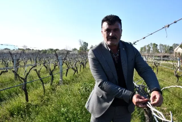 Üzüm üreticisini don vurdu Üzüm üreticisini don vurdu