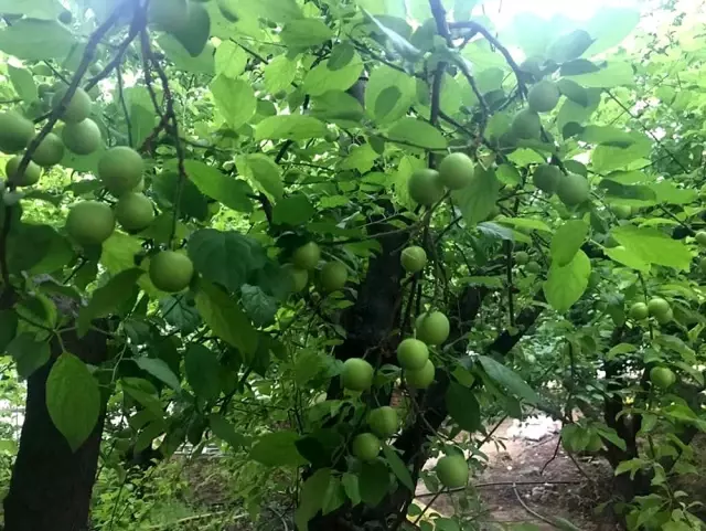 Eriğin kilosu 30 lira Eriğin kilosu 30 lira