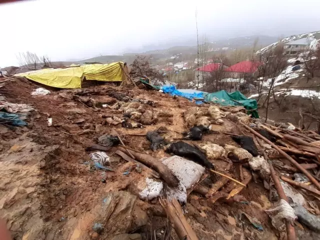 Bingöl'de 2 ahır çöktü, 40 küçükbaş hayvan telef oldu