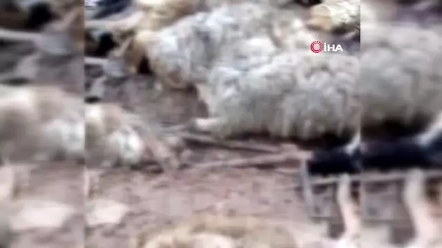 Bingöl’de 2 ahır çöktü, 40 küçükbaş hayvan telef oldu