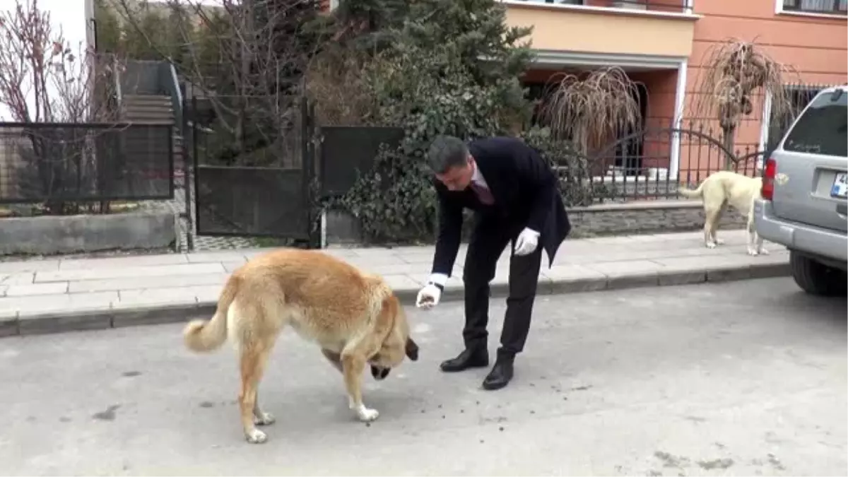 Gölbaşı Belediye Başkanı Şimşek, sokak hayvanlarını kendi elleriyle besledi