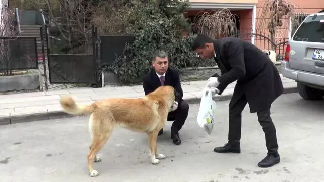 Gölbaşı Belediye Başkanı Şimşek, sokak hayvanlarını kendi elleriyle besledi