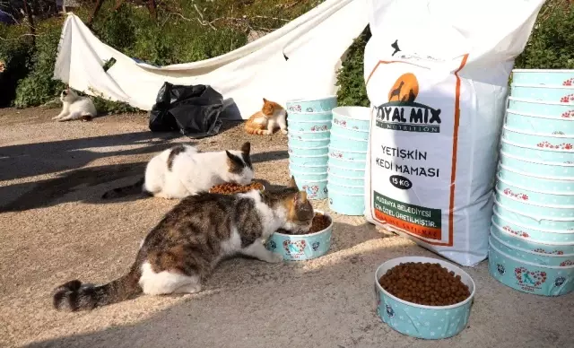 Mudanya'da sokak hayvanları sahipsiz değil Mudanya'da sokak hayvanları sahipsiz değil