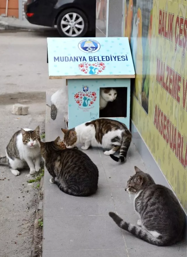 Mudanya'da sokak hayvanları sahipsiz değil Mudanya'da sokak hayvanları sahipsiz değil
