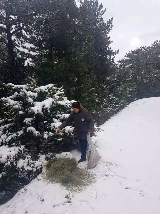Kastamonu'da yaban hayvanları için doğaya yem bırakıldı