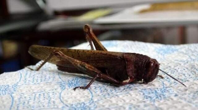 Vanlı Profesör açıkladı: Bölgemizde tahribata yol açan başka çekirge türleri var