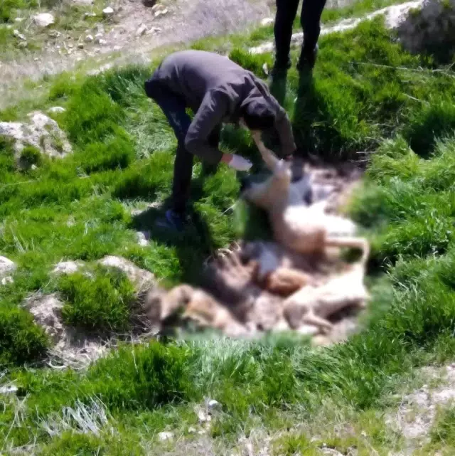Çivril'de bir tilki ve 4 köpek telef edildi