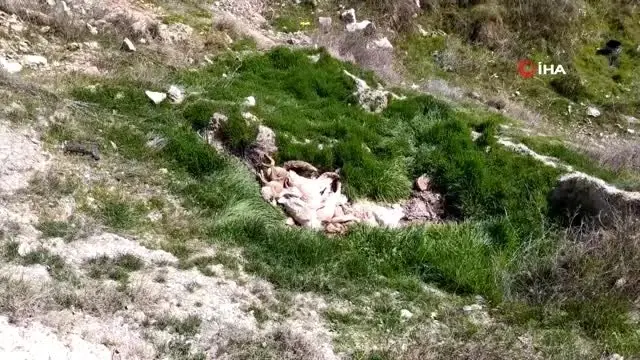 Çivril’de bir tilki ve 4 köpek telef edildi