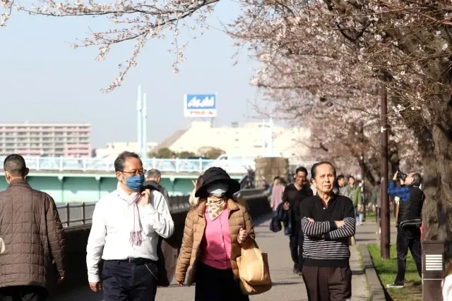 Japonya'da 'sakura' coşkusuna korona virüsü engeli Japonya'da 'sakura' coşkusuna korona virüsü engeli