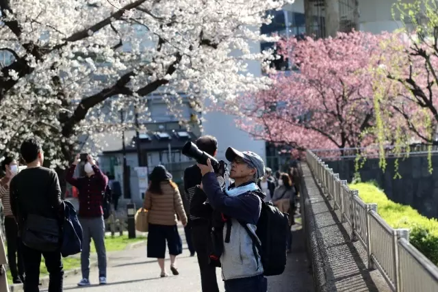 Japonya'da 'sakura' coşkusuna korona virüsü engeli Japonya'da 'sakura' coşkusuna korona virüsü engeli