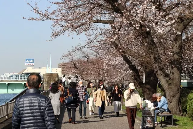Japonya'da 'sakura' coşkusuna korona virüsü engeli Japonya'da 'sakura' coşkusuna korona virüsü engeli