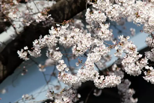 Japonya'da 'sakura' coşkusuna korona virüsü engeli Japonya'da 'sakura' coşkusuna korona virüsü engeli