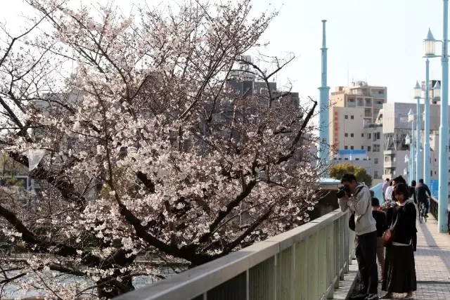 Japonya'da 'sakura' coşkusuna korona virüsü engeli Japonya'da 'sakura' coşkusuna korona virüsü engeli