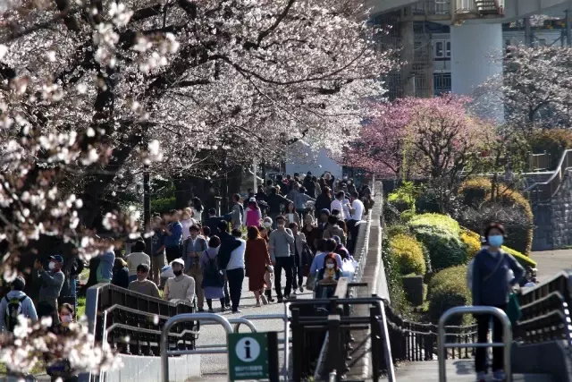 Japonya'da 'sakura' coşkusuna korona virüsü engeli Japonya'da 'sakura' coşkusuna korona virüsü engeli