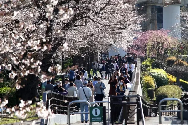Japonya'da 'sakura' coşkusuna korona virüsü engeli Japonya'da 'sakura' coşkusuna korona virüsü engeli