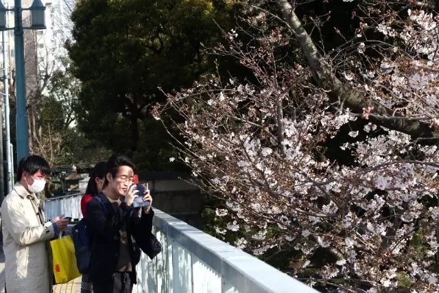 Japonya'da 'sakura' coşkusuna korona virüsü engeli Japonya'da 'sakura' coşkusuna korona virüsü engeli