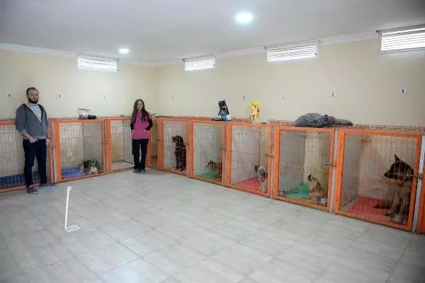 Koronavirüs endişesi evcil hayvan otellerini doldurdu Koronavirüs endişesi evcil hayvan otellerini doldurdu