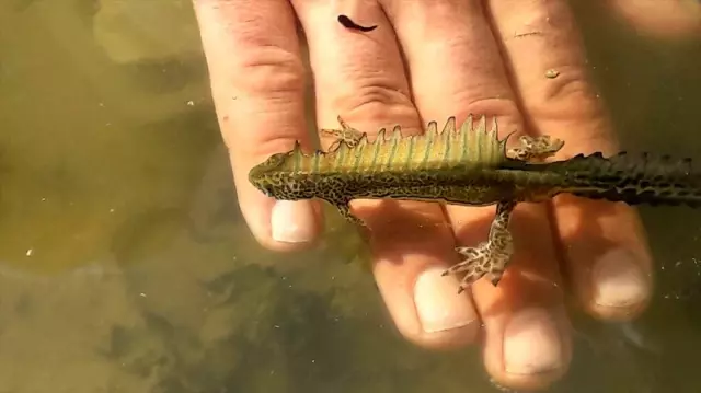 Çankırı'da şeritli Karadeniz semenderi görüldü
