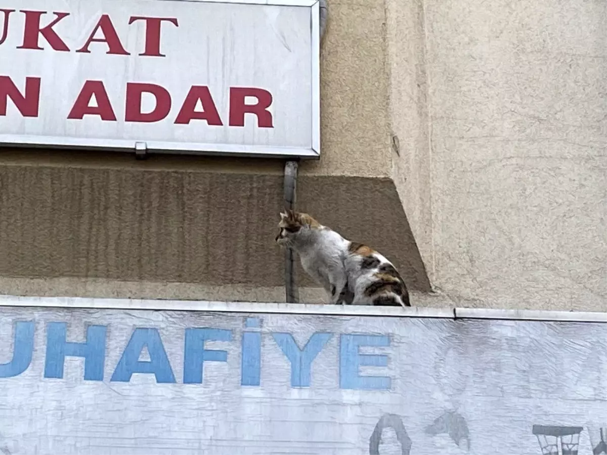 (Özel) İtfaiye ve mahalle sakinlerinin kedi ile imtihanı