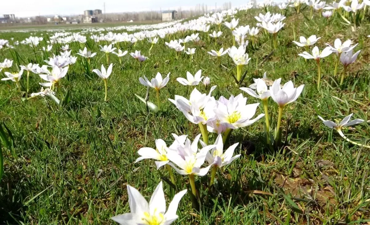 Baharın müjdecisi kardelenler Muş Ovası'nı süsledi