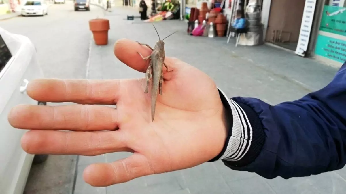 Şemdinli'de çekirge görülmesi şaşırttı