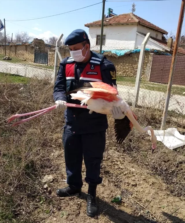 Aksaray'da yaralı flamingoya tedavi Aksaray'da yaralı flamingoya tedavi