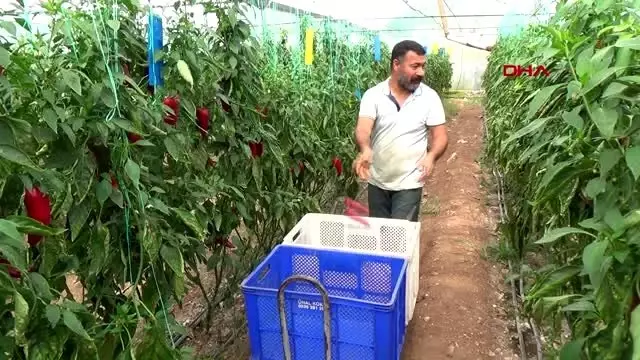 ANTALYA Kumlucalı sera üreticisine koronavirüs molası yok ANTALYA Kumlucalı sera üreticisine koronavirüs molası yok