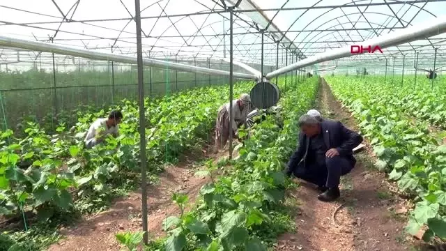 ANTALYA Kumlucalı sera üreticisine koronavirüs molası yok ANTALYA Kumlucalı sera üreticisine koronavirüs molası yok